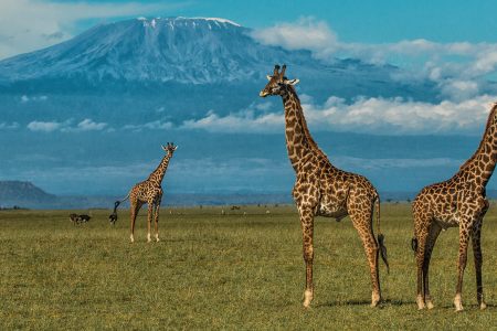 The Wonders of Amboseli National Park: Nature at Its Best 2023