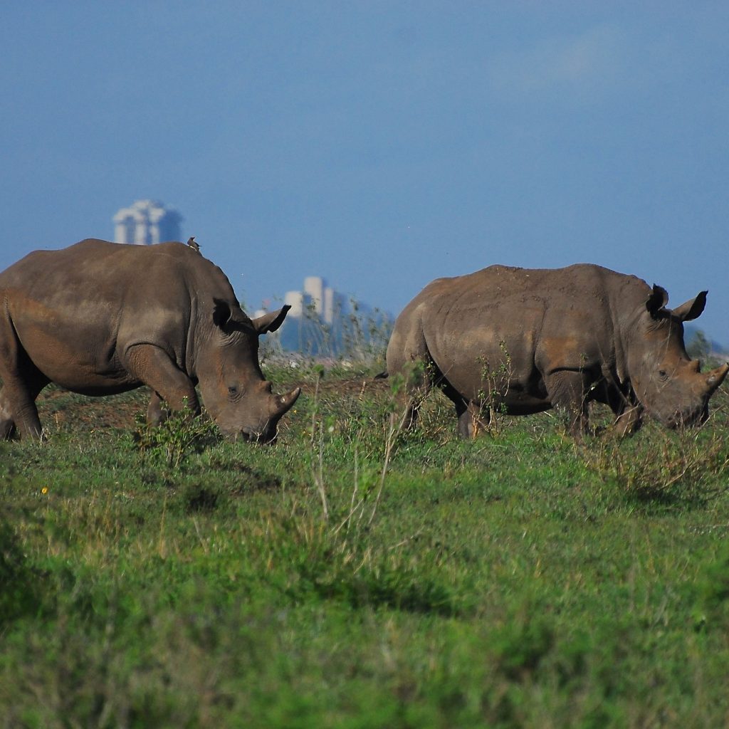 Nairobi National Park