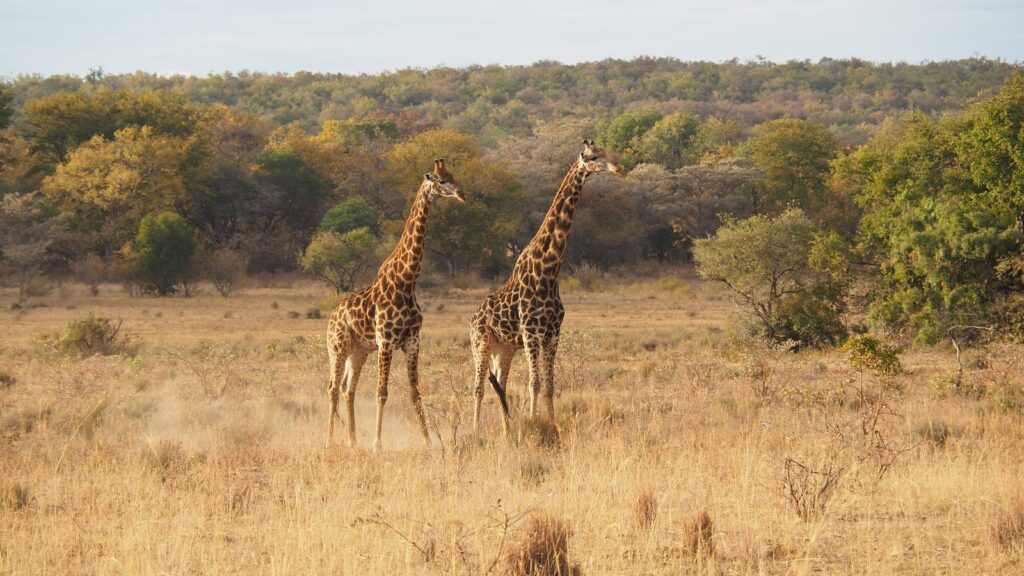 Giraffes Standing on Brown Grass Field