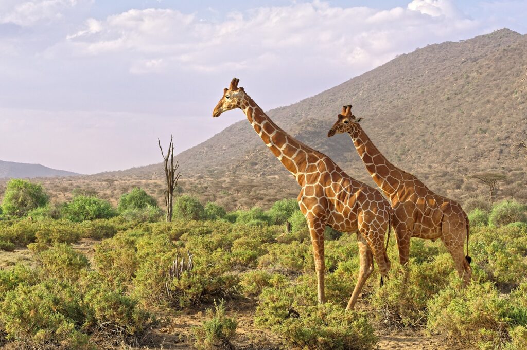 africa, giraffes, kenya