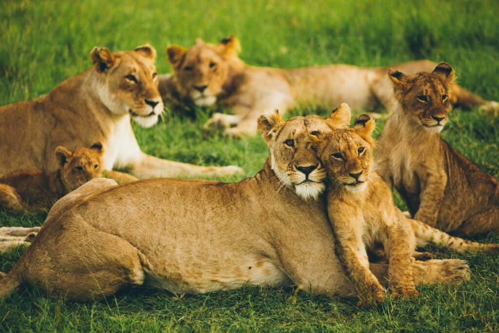 pride of lion on field while on a safari in Kenya