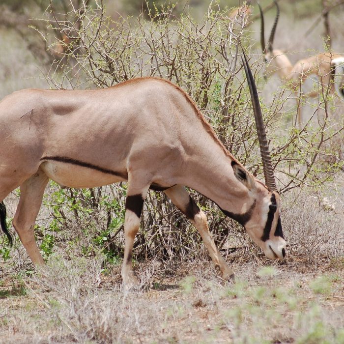 beisa's oryx, samburu, safari